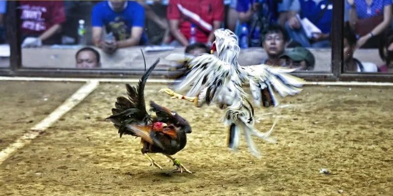 Khám phá đá gà GK88 mở ra cơ hội làm giàu.